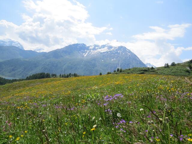 über traumhaft schöne Blumenwiesen wandern wir Richtung Grevasalvas