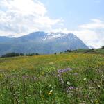 über traumhaft schöne Blumenwiesen wandern wir Richtung Grevasalvas