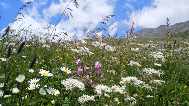 ...und die wunderschönen Blumenwiesen