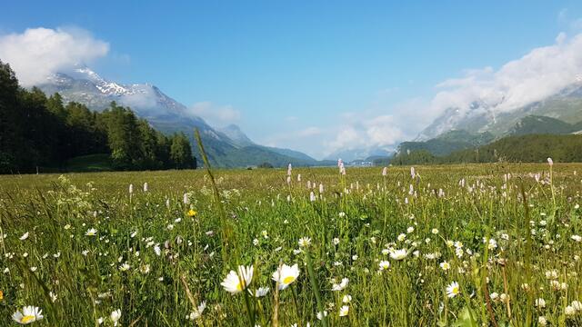 über Blumenwiesen blicken wir Richtung Maloja