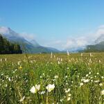 über Blumenwiesen blicken wir Richtung Maloja