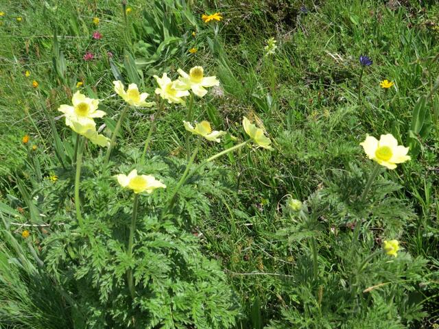 immer wieder schön anzusehen die Gelbe Alpen-Küchenschelle