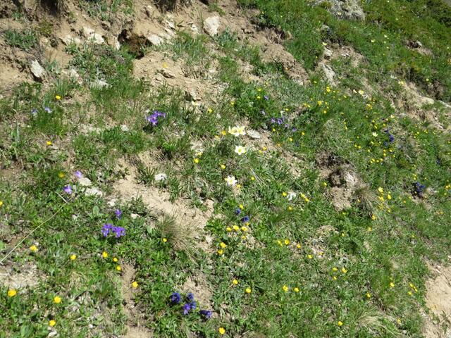 im Frühsommer säumen eine unglaubliche Vielfalt an Blumen in dieser Region die Wanderwege