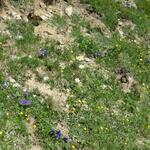 im Frühsommer säumen eine unglaubliche Vielfalt an Blumen in dieser Region die Wanderwege