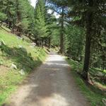 wir durchqueren den schönen Lärchenwald von Alpetta...
