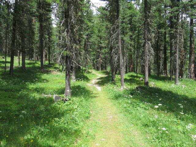 ...und führt uns in einem wunderschönen Wald