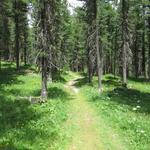 ...und führt uns in einem wunderschönen Wald