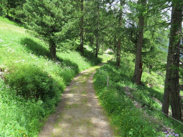 wir durchqueren einen wunderschönen Lärchenwald. Ausserdem führt hier auch der Märchenweg durch