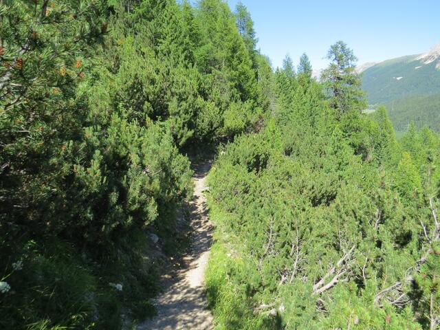 der Wanderweg führt uns bei Muntatsch 1826 m.ü.M. durch einen Hang mit Latschenkiefern