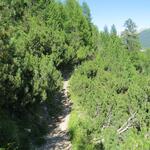 der Wanderweg führt uns bei Muntatsch 1826 m.ü.M. durch einen Hang mit Latschenkiefern