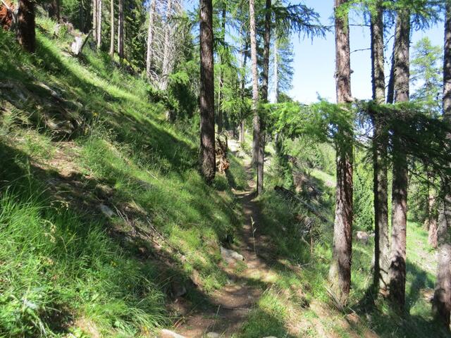 wir wandern durch schöne Lärchenwälder