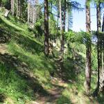 wir wandern durch schöne Lärchenwälder