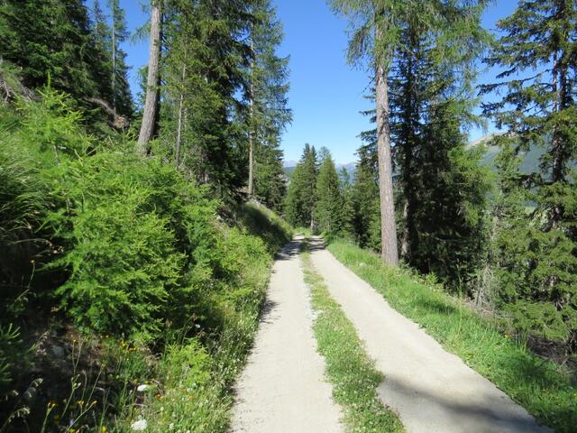 schnurgerade zieht sich die Fortstrasse durch den Wald bei Punkt 1865 m.ü.M.