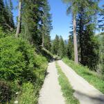 schnurgerade zieht sich die Fortstrasse durch den Wald bei Punkt 1865 m.ü.M.