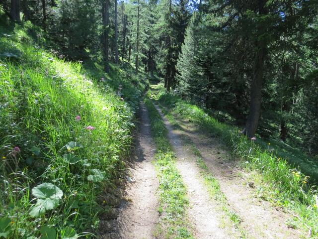 wir biegen links ab und wandern durch den dichten Wald von God Drosa...