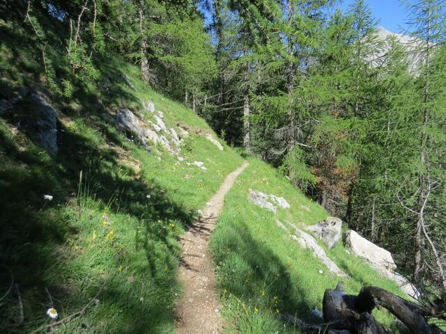 eine lange Diagonale durch den Wald von God Arschaida bringt abwechselnd lichte und dunklere Stellen