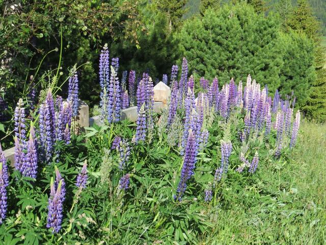 am Wegesrand bestaunen wir sehr schöne Lupinen