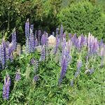 am Wegesrand bestaunen wir sehr schöne Lupinen