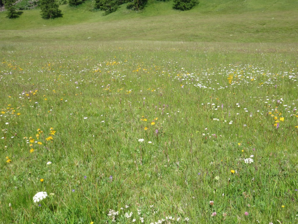 die Weiden sind ein einziges Blumenmeer