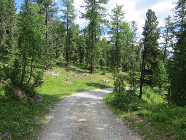 ...wo wir weiter Richtung Chapella und durch den Wald von God God 1932 m.ü.M. wandern