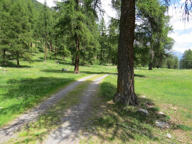 eine Schotterstrasse steigt in einem wunderschönen Lärchenwald 1683 m.ü.M. allmählich an