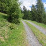 bei der Weggabelung Punkt 1708 m.ü.M. wandern wir auf der Forststrasse weiter ostwärts geradeaus