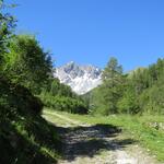 ...zwischen dem Bach und dem lichten Lärchen-Mischwald in das Val Tavrü hinein
