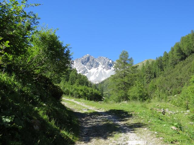 ...zwischen dem Bach und dem lichten Lärchen-Mischwald in das Val Tavrü hinein