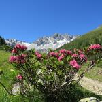...der Blick auf den Piz Tavrü ist dabei einfach wunderschön