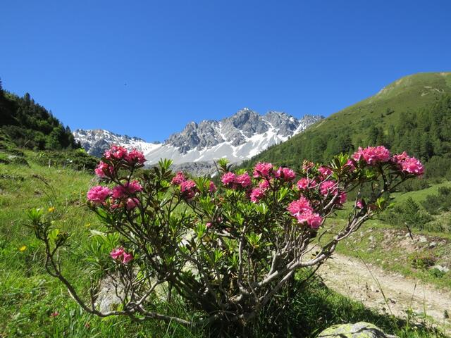 ...der Blick auf den Piz Tavrü ist dabei einfach wunderschön