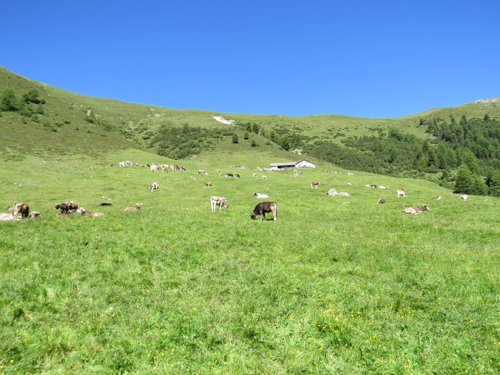 es geht hinauf zur Alp Tavrü