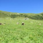 es geht hinauf zur Alp Tavrü