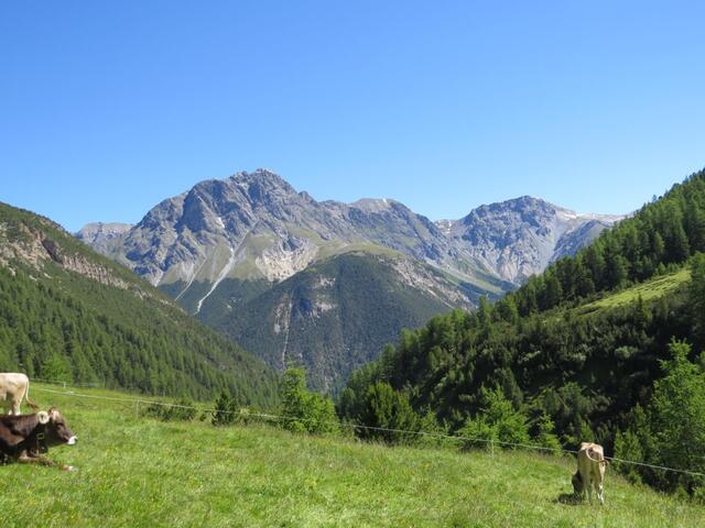 unser Blick schweift hinüber zum Piz Madlain und zum Piz d'Immez – eine Gegend, die wir bereits einmal erwandert haben