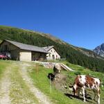 ...erreichen wir die schön gelegene Alp Tavrü auf 2121 m.ü.M.
