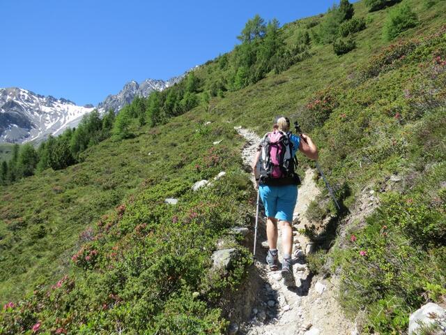 hinter dem Alpgebäude verlassen wir die Alpstrasse und wandern nun...
