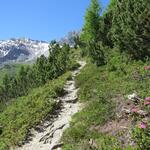 ...den mit einzelnen Föhren bestandenen Hang aufwärts