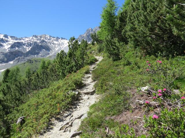 ...den mit einzelnen Föhren bestandenen Hang aufwärts