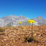 ...oder andere Alpenblumen