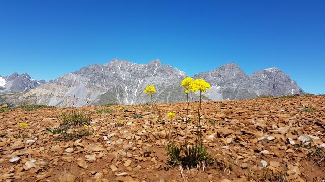 ...oder andere Alpenblumen