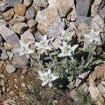 an mehreren Stellen stehen hier grössere Gruppen von Edelweiss...