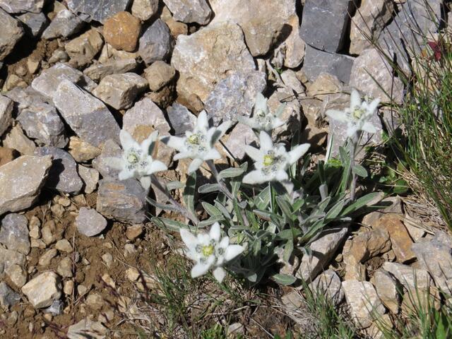an mehreren Stellen stehen hier grössere Gruppen von Edelweiss...