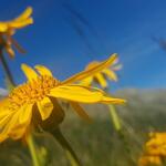 ...und Frühsommer) ist das Faintal...