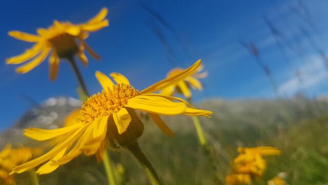 ...und Frühsommer) ist das Faintal...
