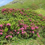 ...ein wahres Blumenparadies