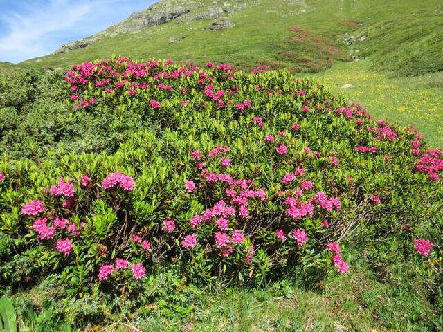 ...ein wahres Blumenparadies