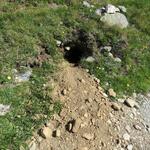 hier sind etliche Murmeltier-Kolonien zu finden