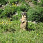unterwegs haben wir immer wieder die Chance, Murmeltiere zu sehen – mal wachsam, mal gemütlich grasend