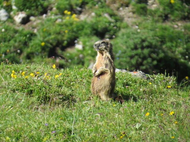 unterwegs haben wir immer wieder die Chance, Murmeltiere zu sehen – mal wachsam, mal gemütlich grasend