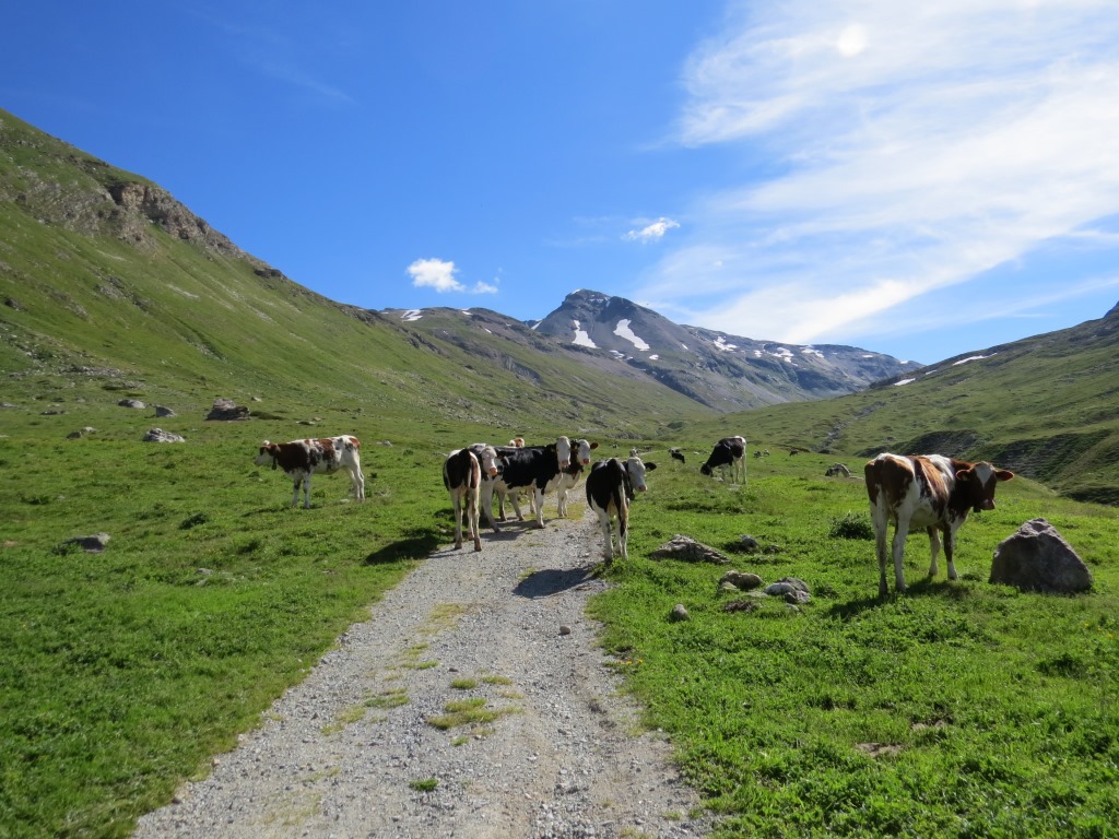 auch Kuhherden gehören hier ganz selbstverständlich zum Bild – ruhig weidend in der weiten Berglandschaft