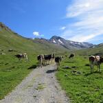 auch Kuhherden gehören hier ganz selbstverständlich zum Bild – ruhig weidend in der weiten Berglandschaft
